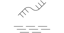 体外转录mRNA序列表征测序