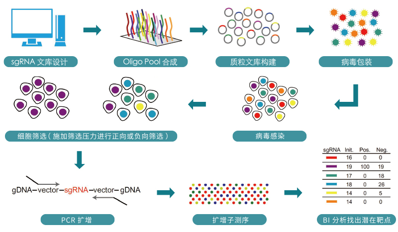 CRISPR-SCREEN全流程总览