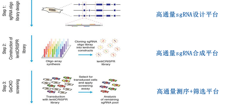CRISPR-SCREEN对于技术平台的-1要求