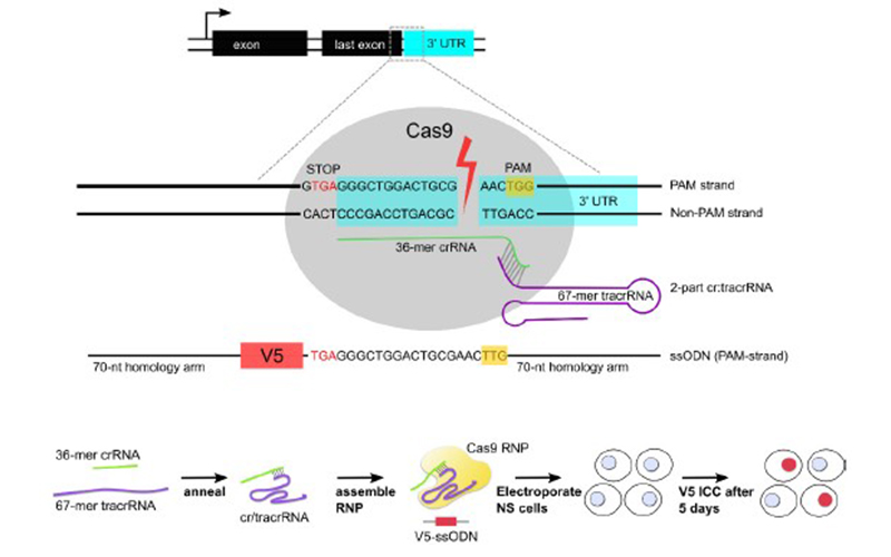 Crisprcas9介导V5标签敲入