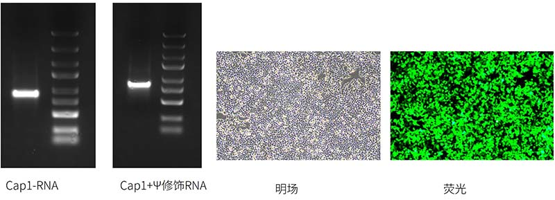 IVT合成cap1和Ψ修饰的mRNA