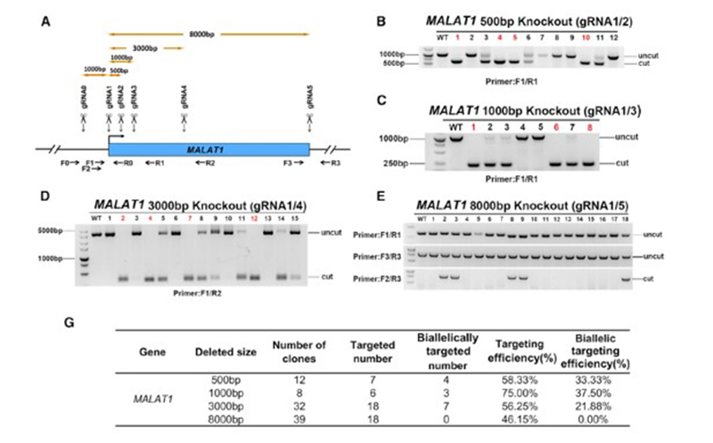 MALAT1基因片段删除