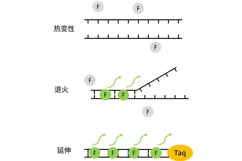 qPCR的原理-1