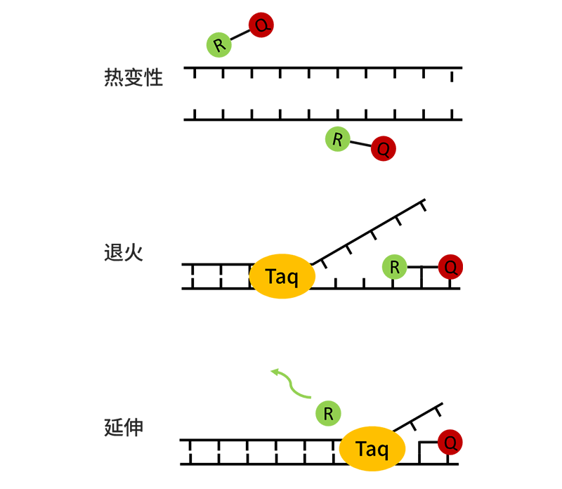 qPCR的原理
