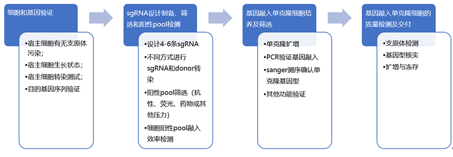 基因敲入细胞系构建流程