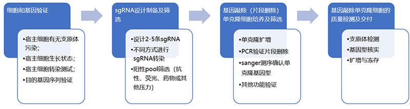 基因片段删除细胞系构建流程