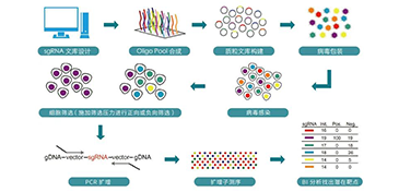 CRISPR Screen 操作解析：Nature 高分文章你也可以写