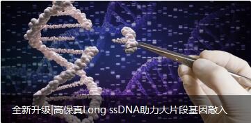 全新升级|高保真Long ssDNA助力大片段基因敲入