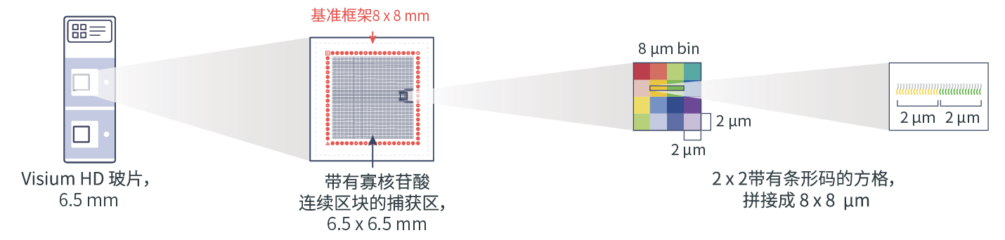 单细胞测序